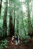 Redwood Forest, path, people, STHV01P06_19