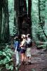Redwood Forest, path, people, STHV01P07_01