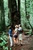 Redwood Forest, path, people, STHV01P07_02