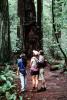 Redwood Forest, path, people, STHV01P07_03