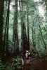 Redwood Forest, path, people, STHV01P07_04