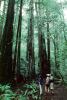 Redwood Forest, path, people, STHV01P07_06