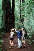 Redwood Forest, path, people, STHV01P07_08