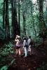 Redwood Forest, path, people, STHV01P07_12