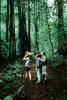 Redwood Forest, path, people, STHV01P07_15