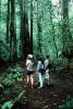 Redwood Forest, path, people, STHV01P07_17