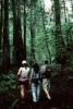 Redwood Forest, path, people, STHV01P08_01