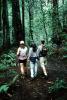 Redwood Forest, path, people, STHV01P08_04