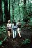 Redwood Forest, path, people, STHV01P08_05