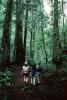 Redwood Forest, path, people, STHV01P08_10