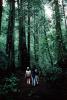 Redwood Forest, path, people, STHV01P08_11