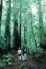 Redwood Forest, path, people, STHV01P08_12