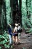Redwood Forest, path, people, STHV01P08_14