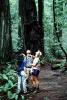 Redwood Forest, path, people, STHV01P08_15