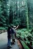 Redwood Forest, path, people, STHV01P08_17