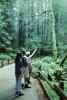 Redwood Forest, path, people, STHV01P08_18