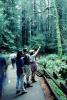 Redwood Forest, path, people, STHV01P08_19