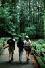 Redwood Forest, path, people, STHV01P09_04
