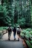 Redwood Forest, path, people, STHV01P09_05