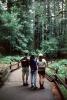 Redwood Forest, path, people, STHV01P09_07