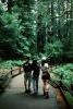 Redwood Forest, path, people, STHV01P09_09
