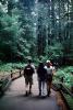 Redwood Forest, path, people, STHV01P09_10
