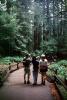 Redwood Forest, path, people, STHV01P09_11