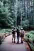 Redwood Forest, path, people, STHV01P09_12