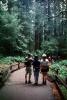 Redwood Forest, path, people, STHV01P09_14