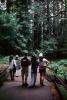 Redwood Forest, path, people, STHV01P09_15