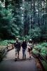 Redwood Forest, path, people, STHV01P09_16