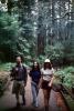 Redwood Forest, path, people, STHV01P09_17