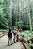Redwood Forest, path, people, STHV01P09_19