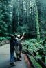 Redwood Forest, path, people, STHV01P10_01