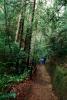 Redwood Forest, path, STHV01P10_02