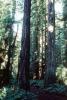 Redwood Forest, path, STHV01P10_03
