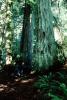 Redwood Forest, path, STHV01P10_04