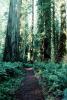 Redwood Forest, path, STHV01P10_06