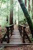 Redwood Forest, path, STHV01P10_08