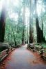 Redwood Forest, path, STHV01P10_09