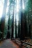 Redwood Forest, path, STHV01P10_10