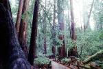 Redwood Forest, path, STHV01P10_11