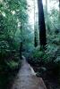 Redwood Forest, path, STHV01P10_12