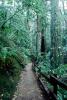 Redwood Forest, path, STHV01P10_14