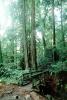 Redwood Forest, path, STHV01P10_16