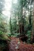 Redwood Forest, path, STHV01P10_17