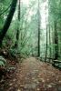 Redwood Forest, path, STHV01P10_18