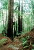 trees, Redwood Forest, path, STHV01P11_02