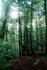 Redwood Forest, path, STHV01P11_03