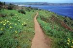 path, dirt, trail, pacific ocean, Bodega Bay, Pickleweed